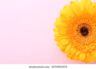 Hermosa flor gerbera amarilla
