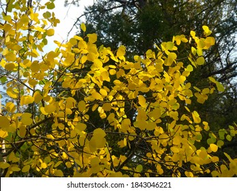 Beautiful Yellow And Gold Leaves From A Quaking Aspen Tree (Hamamelis Virginiana) With A Blue Sky Background.