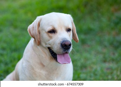 99 Canadian Golden Retriever Images, Stock Photos & Vectors | Shutterstock