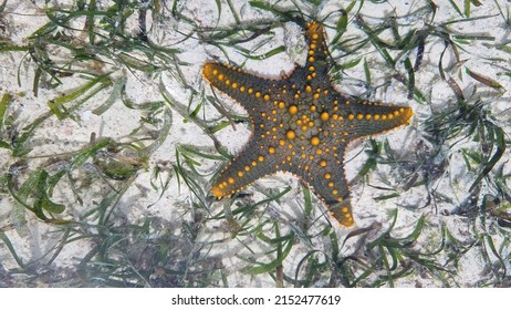 Beautiful Yellow And Green Color Starfish Underwater In Zanzibar Indian Ocean