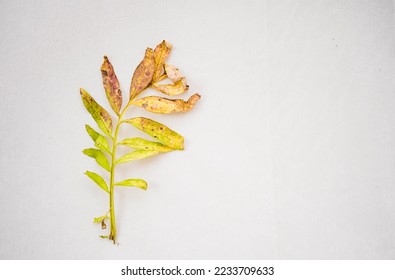 Beautiful Yellow and green gradient leaf isolated on white background,A dry leaf, A dry greenish leaf kept left size, Place text, Flat, copy, lay