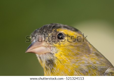 Similar – Beautiful yellow and grey canary