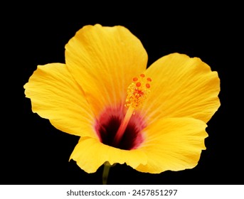 Hermoso amarillo Hibiscus rosa