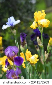 beautiful yellow irises in bloom in a garden