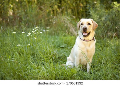 Beautiful yellow lab sitting in a field.  Room for your text!