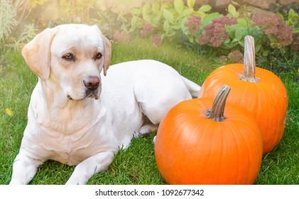 Beautiful yellow labrador lying down on the green grass outdoor with two orange pumpkins, sun backlit. Halloween or Thanksgiving autumn holiday.