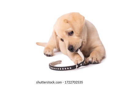 Beautiful Yellow Labrador Puppy Playing With His Collar On A White Background