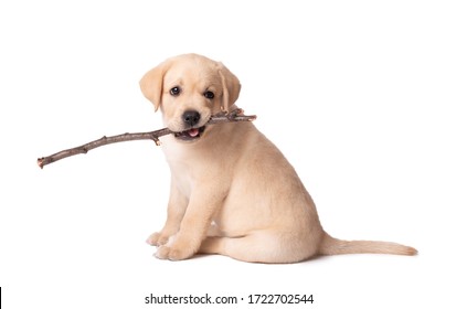 Beautiful yellow labrador puppy playing with a stick on a white background