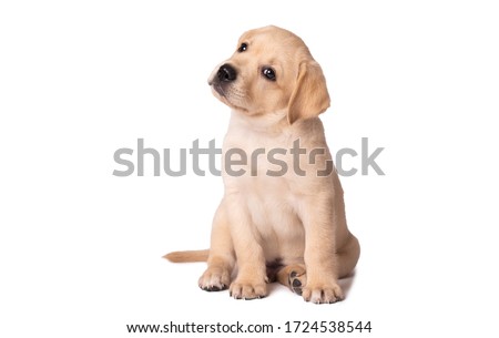 Beautiful yellow labrador puppy sitting on a white background