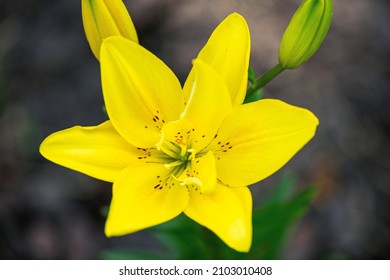 Beautiful yellow Lily flower in the garden. Oriental lily flowers blossom. Background beauty yellow lily with buds. Blooming lilies flower, copy space