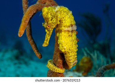  A beautiful yellow longsnout seahorse in a classic pose with his tail wrapped around some sponge. The creature was shot in the wild by a scuba diver on the reef in the Cayman Islands