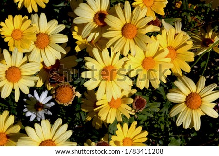 beautiful yellow margarita flowers in switzerland alpes region of bagnes during autumn and sunny day