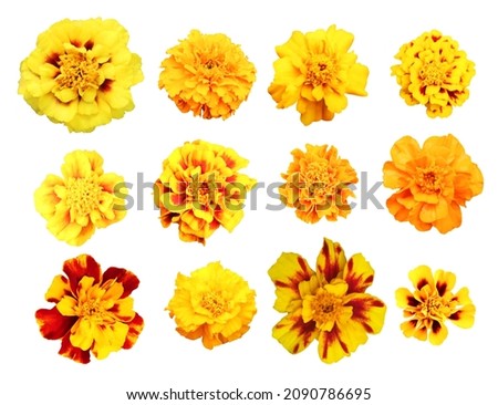 Beautiful yellow marigold flowers set isolated on white background. Natural floral background. Floral design element