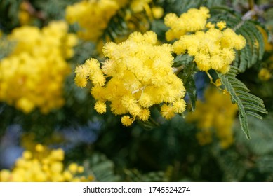 De Belles fleurs de mimosa jaune en provenance de France