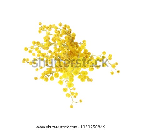 Beautiful yellow mimosa flowers on white background