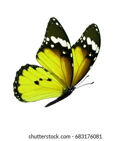 Yellow And Black Butterfly Images Stock Photos Vectors