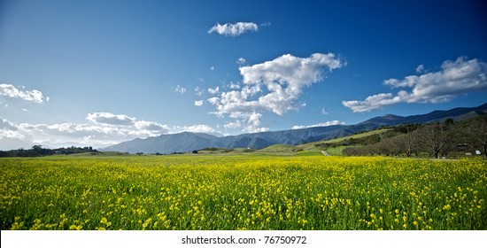 Beautiful yellow mustard flowers in a gorgeous field near Ojai, California.