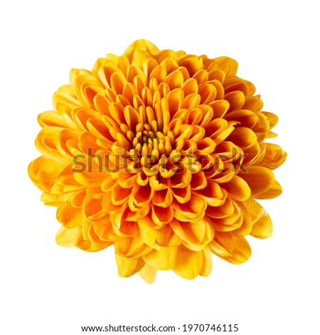 Beautiful yellow orange chrysanthemum flower bud isolated on white background.