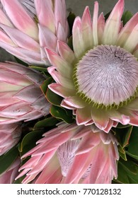 Beautiful Yellow And Orange Fire Cracker Protea Flower