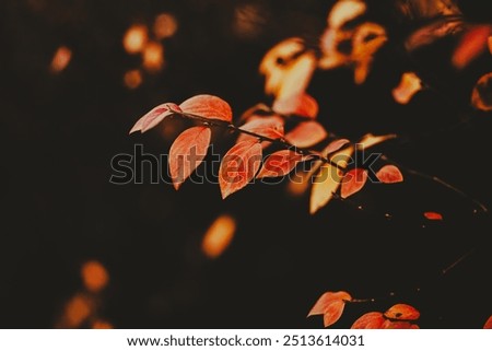 Similar – Image, Stock Photo November mood leaf twilight