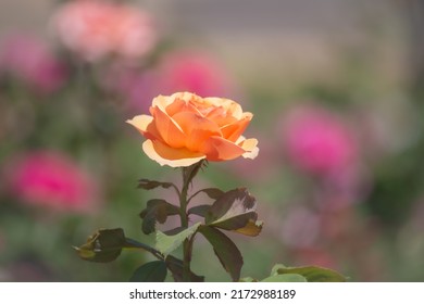 Beautiful Yellow Orange Rose Is Blooming In The Garden