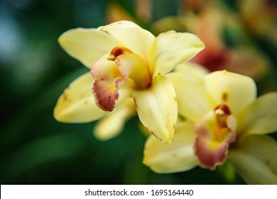 Beautiful yellow Orchidea flowers grow in botanical garden.Exotic Cymbidium Orchidaceae flower bloom in green park