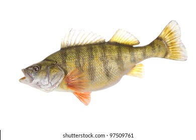 beautiful yellow perch isolated on white background