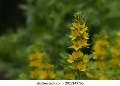 Garden Yellow Loosestrife Images Stock Photos Vectors Shutterstock