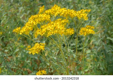 81 Senecio Sunshine Images, Stock Photos & Vectors | Shutterstock