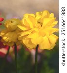 Beautiful yellow ranunculus flowers, Buttercup ranunculus bloomingdale