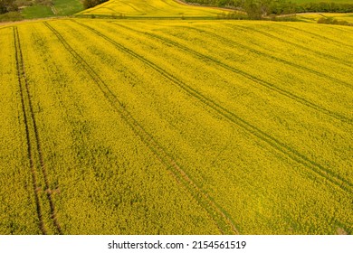 Beautiful, yellow rape plants in big field, in the Danish countryside, soaked in spring sun. There are tracks from a tractor in the field. Aerial drone shot.