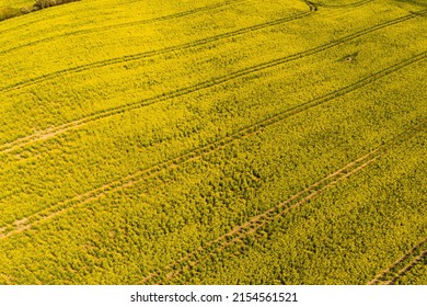 Beautiful, yellow rape plants in big field, in the Danish countryside, soaked in spring sun. There are tracks from a tractor in the field. Aerial drone shot.
