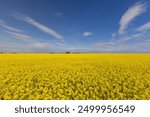 beautiful yellow rapeseed flowers , a blooming field with rapeseed against a blue sky with clouds