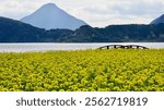 Beautiful yellow rapeseed flowers blooming in the garden in kagoshima Lake Ikeda, Japan.   
池田湖                         