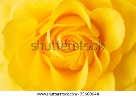 Beautiful yellow rose closeup