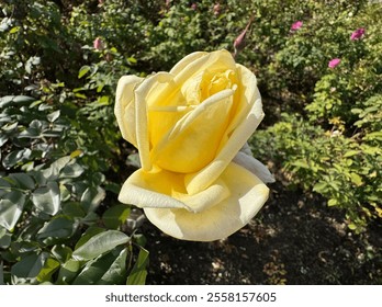 Beautiful yellow rose close-up. Soft yellow rose selective focus. Rose Landora, scientifically known as Rosa 'Landora', is a striking, disease-resistant, hybrid tea variety with vibrant yellow rose.
 - Powered by Shutterstock