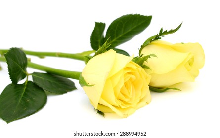 Two Yellow Roses Images, Stock Photos & Vectors | Shutterstock