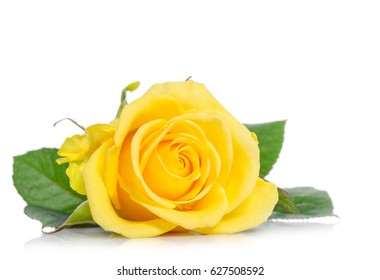 207,785 Yellow rose isolated Images, Stock Photos & Vectors | Shutterstock
