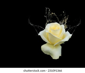 Beautiful yellow rose with water splashes on black background