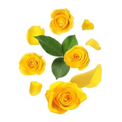 Beautiful Yellow Roses And Green Leaves In Air On White Background