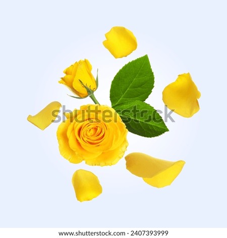 Beautiful yellow roses and green leaves in air on light background