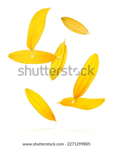 Beautiful yellow rudbeckia flower falling in the air isolated on white background. Levitation or zero gravity flowers conception. Creative floral layout. High resolution image