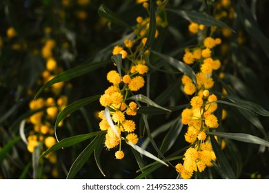 Beautiful Yellow Spring Blossom Of Acacia Saligna Or Mimosa, Coojong, Golden Wreath Wattle.