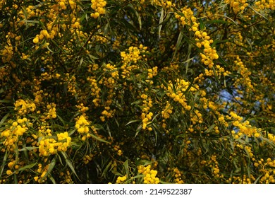 Beautiful Yellow Spring Blossom Of Acacia Saligna Or Mimosa, Coojong, Golden Wreath Wattle.