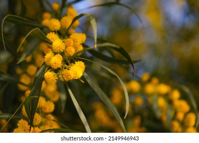 Beautiful Yellow Spring Blossom Of Acacia Saligna Or Mimosa, Coojong, Golden Wreath Wattle.