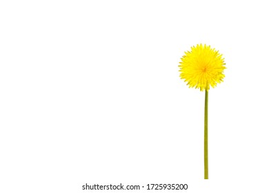 Beautiful Yellow Spring Dandelion Flowers Bunch Isolated On White Background. Spring Or Summer Background