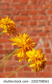 Beautiful Yellow Summer Flower Rudbekiya, Golden Ball. Decorative Flower On The Street Against A Brick Wall. A Bush Of Flowers With Golden Balls At The House. Colorful Landscape Design.