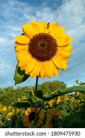 A Beautiful Yellow Sunflower Blooms Against A Cloudy Blue Sky On An Indiana Farm.