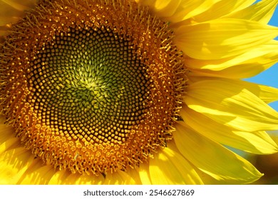 Beautiful yellow sunflower, close-up shot - Powered by Shutterstock