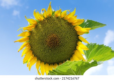 beautiful yellow sunflower flower against blue sky,close-up - Powered by Shutterstock